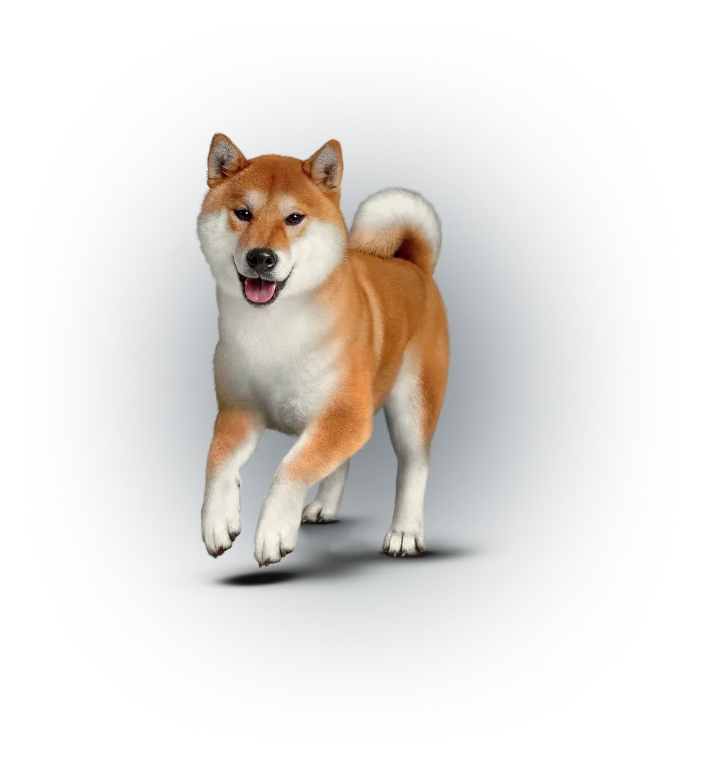 Собака Eukanuba